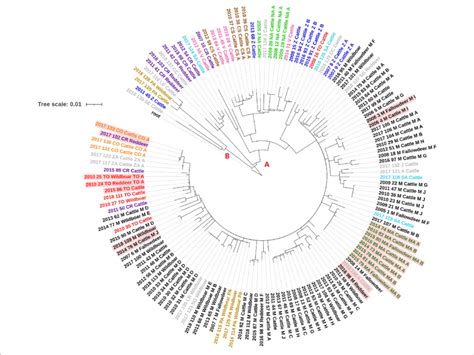 Whole Genome Sequence RAxML Phylogenetic Tree Constructed Using A