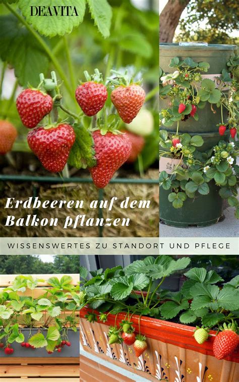 Erdbeeren Pflanzen Balkon Pflege De Balkon