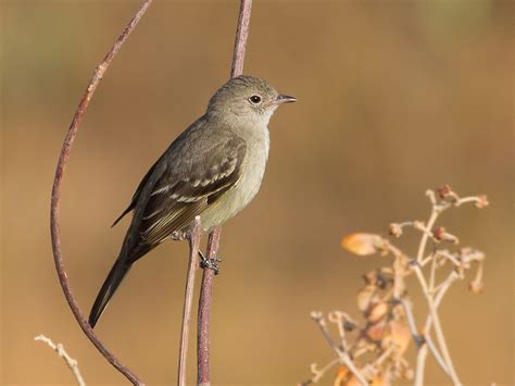 lesser elaenia elaenia chiriquensis altiplano leste br flickr