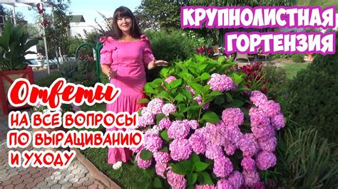 КРУПНОЛИСТНАЯ ГОРТЕНЗИЯ: как добиться ЦВЕТЕНИЯ? Посадка и уход. И ...