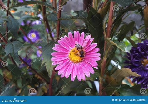 Gerbera Grande Flor Cor De Rosa Da Margarida A Abelha Do Mel Que