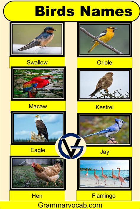 Common Birds Names With Pictures Birds Vocabulary Grammarvocab