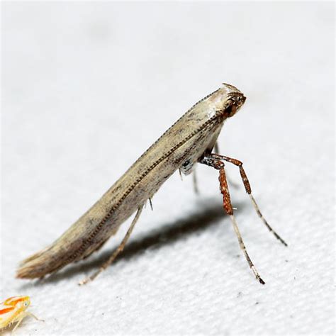 Leaf Blotch Miner Caloptilia Bugguide Net