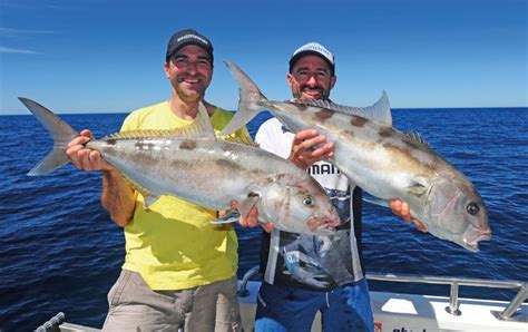 Samson Fish Species Guide Fishing World Australia