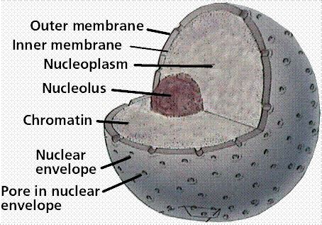 nuclear envelope organelles