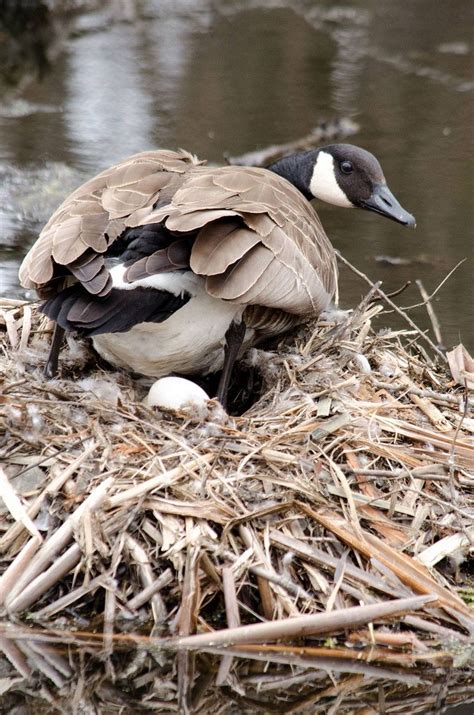 Canada geese prefer to nest in slightly elevated areas with clear, open