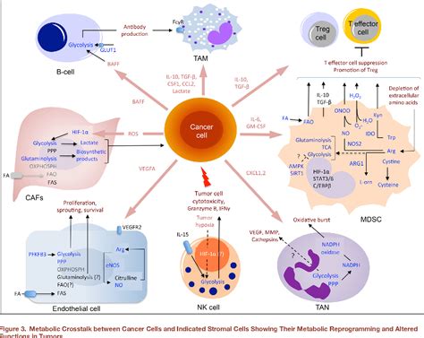 Figure From Metabolic Reprogramming Of Immune Cells In Cancer