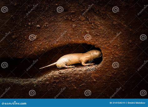 Naked Molerat Heterocephalus Glaber Digging At Underground Tuber Stock Image Image Of Ugly