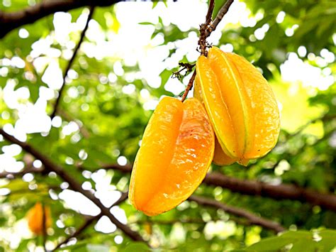 Como Se Escreve Carambola - Carambola – Paraiso das Plantas