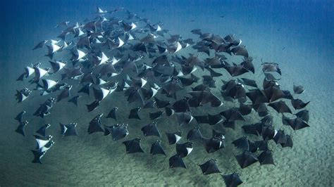 Cabo Shark Dive | Mobula Rays Snorkelin Tour | Shark Diving, Scuba