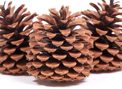 Detail Of A Large Pine Cone Stock Photo Image Of Detail Close 279120770