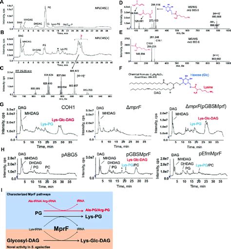 Lipidomic Profiling Of Gbs And Identification Of Lys Glc Dag