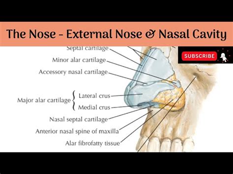 Nose Anatomy External