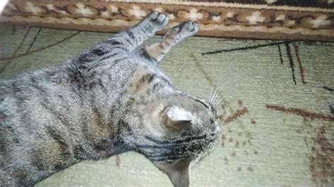 Кошка точит когти об ковёр - YouTube