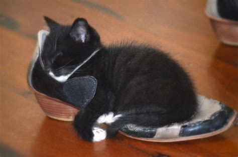 21 Photos Of Shoe Obsessed Cats That Will Make You Laugh Thecatsite