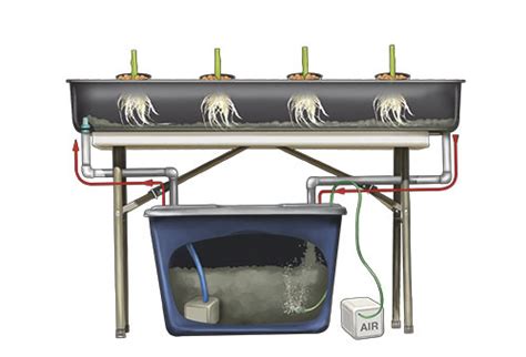 Hydroponic Weed: Ultimate Guide for Higher Yields