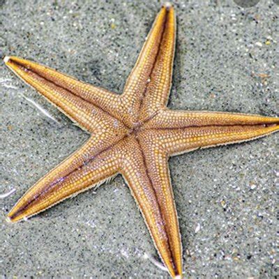 Naked Among Clothed On Twitter RT Her Official Dr No Bikini Https T Co PXN ZKEHDd