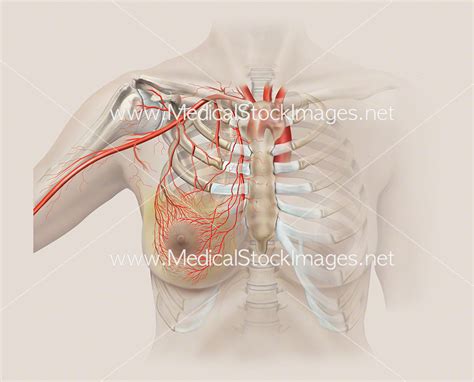 Arterial Supply To The Breast Medical Stock Images Company