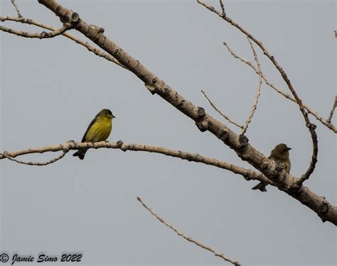 Lesser Goldfinches Ironekilz Flickr