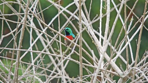 P Miombo Double Collared Sunbird Souimanga A Doub Flickr