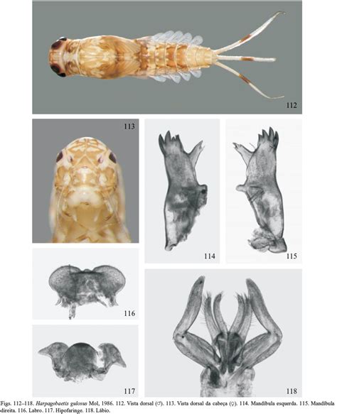 Scielo Brasil Baetidae Insecta Ephemeroptera Ocorrentes Em Roraima Brasil Novos