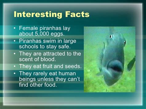 Piranhas Facts For Kids | Kids Matttroy