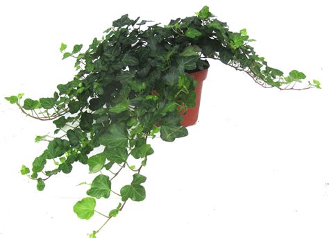 hedera helix 'Wonder' Efeu 13 cm Topf - Pflanzen Versand für die besten ...