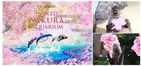 Naked Sakura Aquarium