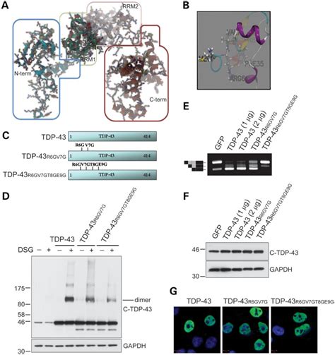 Arg6 Val7 Thr8 And Glu9 Are Required For Tdp 43 Homodimerization And