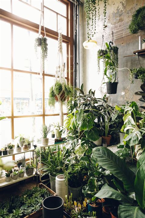 Room Full Of Plants