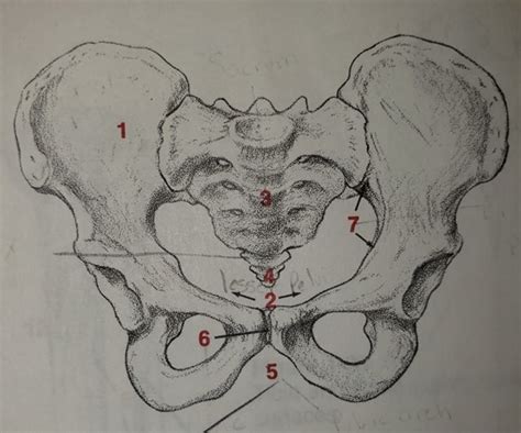 Female pelvis Diagram | Quizlet