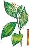 Cinnamomum cassia - Herb Information