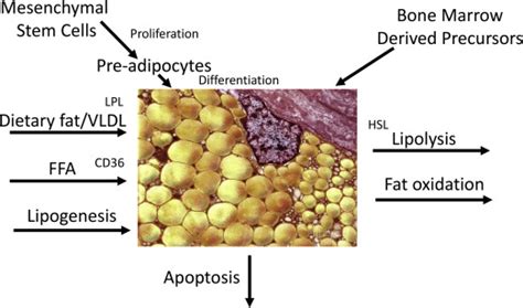 Sex Differences In Adipose Tissue Function Endocrinology And Metabolism Clinics