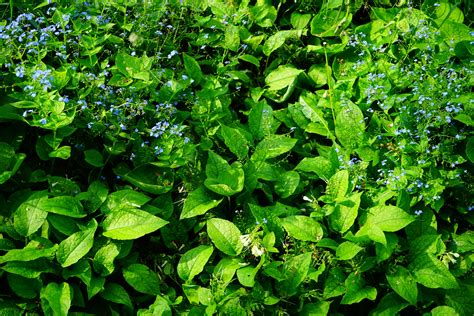 Fotos gratis naturaleza flor césped hoja florecer verde hierba