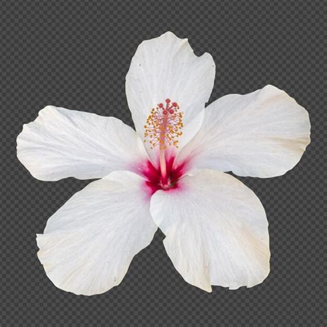 White Hibiscus Tree Psd High Quality Free Psd Templates For Download