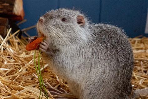 Nutria Rettung ANINOVA