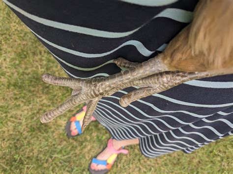 What's happened to her claws? : r/chickens