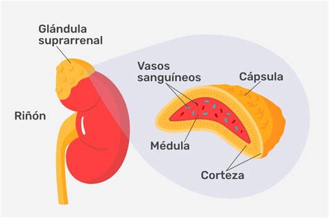 Suprarrenal O Que É - Glándulas suprarrenales: función, hormonas y principales enfermedades ...