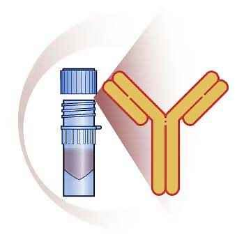 Antibody Purification On Protein A Column | bioWORLD