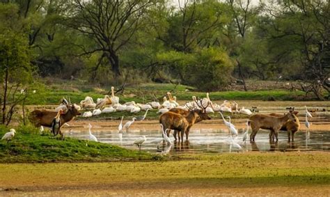 Top 10 Wildlife National Parks in Himachal Pradesh