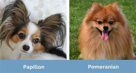 Papillon vs. Pomeranian: The Key Differences (With Pictures) | Hepper