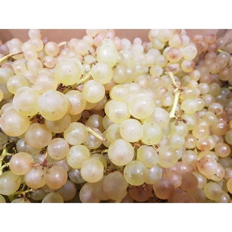 Raisin Blanc Chasselas G En Drive Chez Votre Primeur Aux Halles De