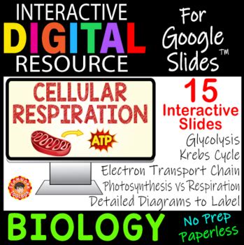 CELLULAR RESPIRATION ~Interactive Digital Resource for Google Slides~