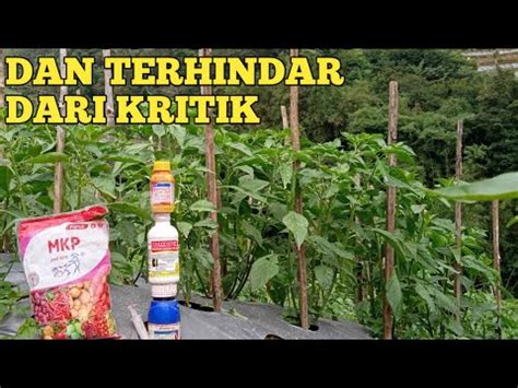 SEMBUH TOTAL CARA MENGATASI KRITING DAUN PADA TANAMAN CABE YouTube