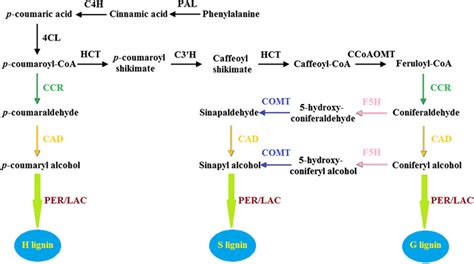 Simplified Scheme Of The Lignin Biosynthetic Pathway In Plants The