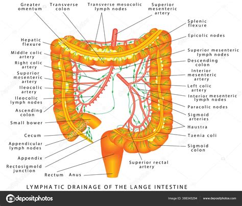 Colon Lymphatic Drainage Pathways Lymphatic Drainage Colon Anatomy