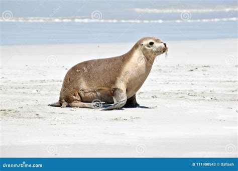 A Sea Lion Stock Image Image Of Female Whiskers Sealion 111900543