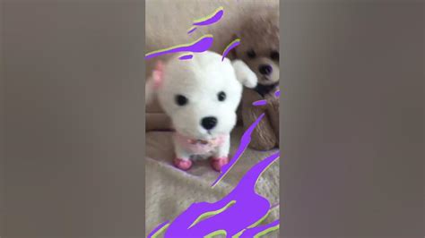 Милка печенька лаки лилька Максик малинка#животные - YouTube