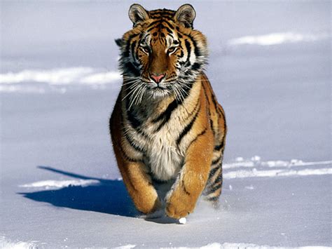 Tigre siberiano - Imagui