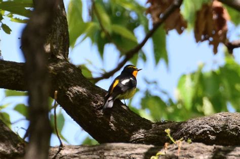 ももちゃんの花結び・・・ 野鳥 キビタキ（久宝寺緑地）